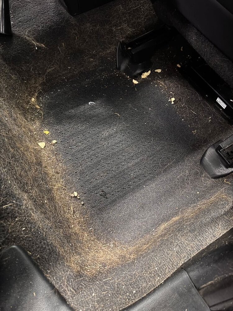 Before - dog hair on carpet
